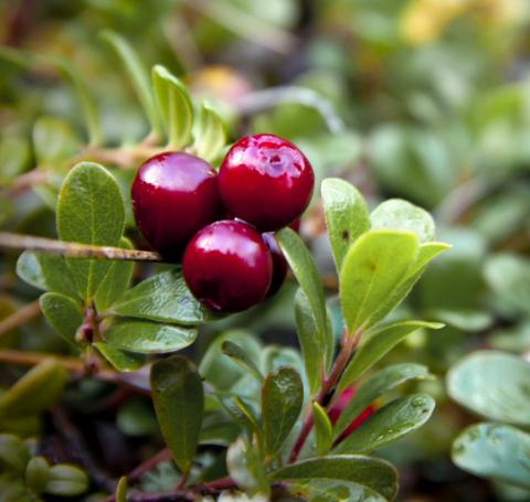 Cranberries Cranberries