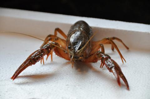 Crawfish or crayfish Crawfish crayfish, or crawdad