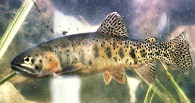 Cutthroat trout Cutthroat trout