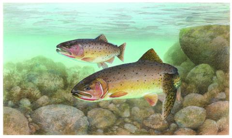 Cutthroat trout artwork