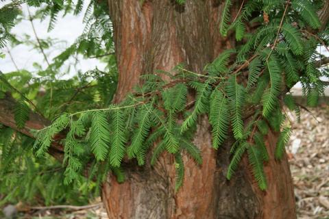 Dawn redwood (Metasequoia) Dawn redwood (Metasequoia)