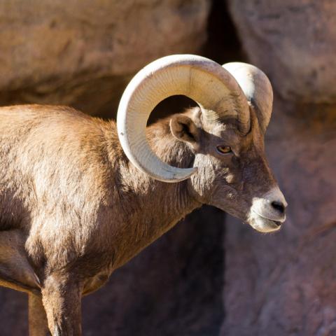 Desert bighorn sheep Desert bighorn sheep