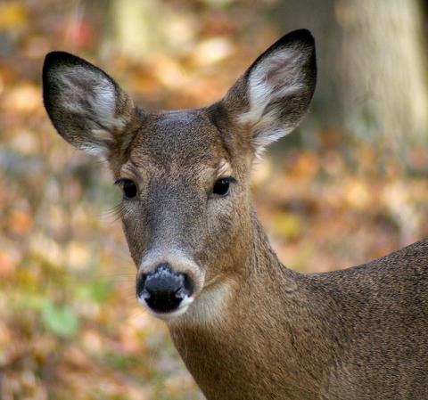 White-tailed deer doe White-tailed deer doe