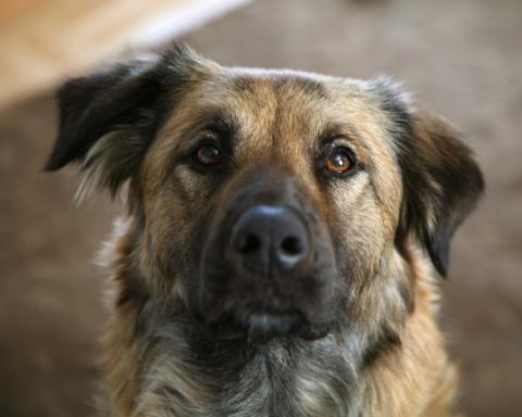 Scully; a rescued dog Scully; a rescued dog