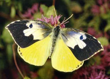 Male California Dogface butterfly