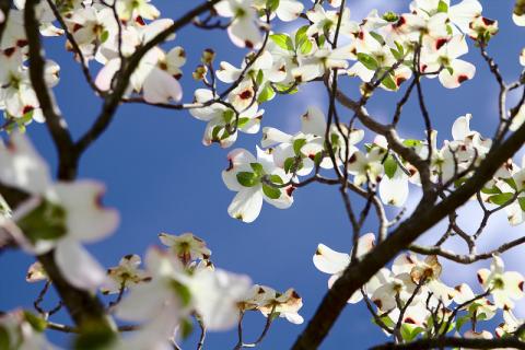 Flowering dogwood tree Flowering dogwood tree (Cornus Florida L.)