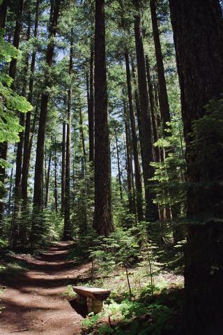 Douglas fir forest in Oregon Douglas fir forest in Oregon