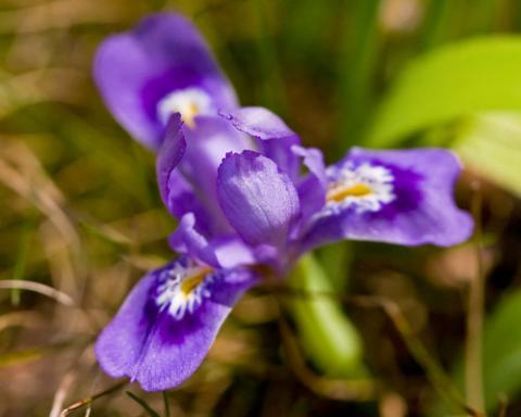 Dwarf lake iris (iris lacustris)