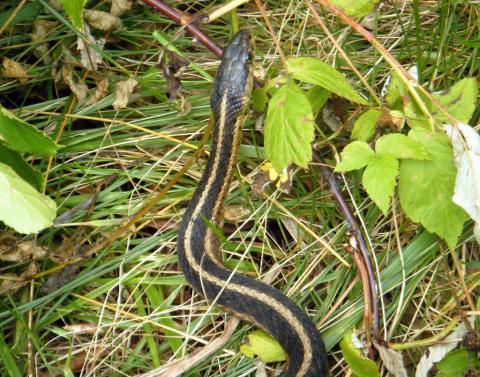 Eastern garter snake Eastern garter snake