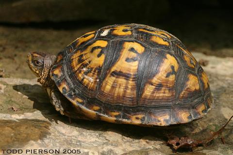 Eastern box turtle (Terrapene carolina)