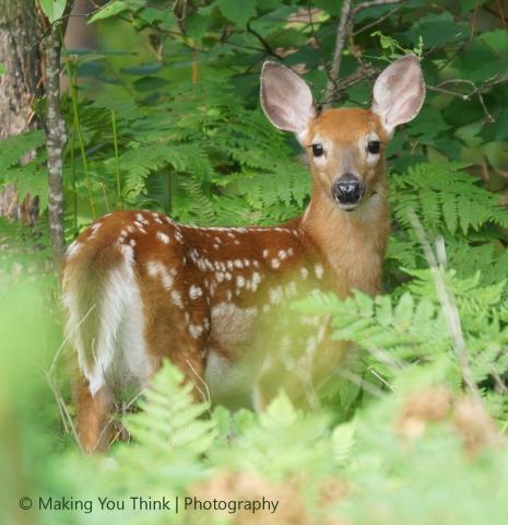 White-tailed deer fawn White-tailed deer fawn