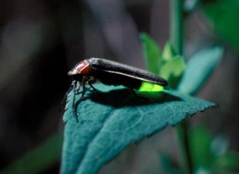 Flashing firefly Flashing firefly