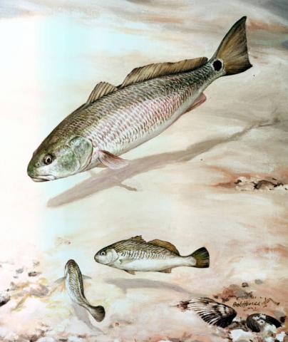 Channel bass illustration (Sciaenops ocellatus)