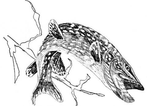 Northern pike Northern pike illustration