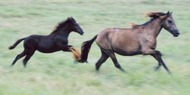 Cracker horses in Kissimmee, Florida Cracker horses in Kissimmee, Florida