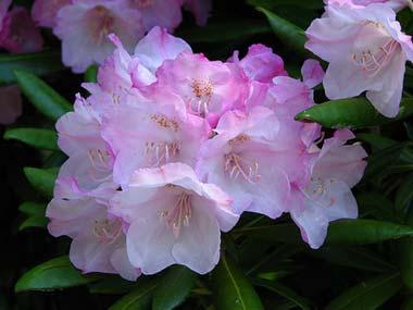Coast rhododendron flowers Coast rhododendron flowers
