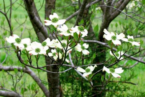 American dogwood flowering American dogwood flowering