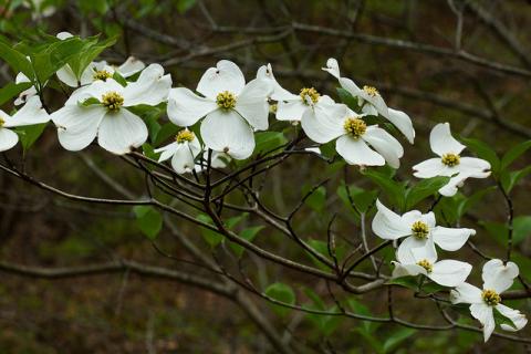 Dogwood flowers (Cornus florida)