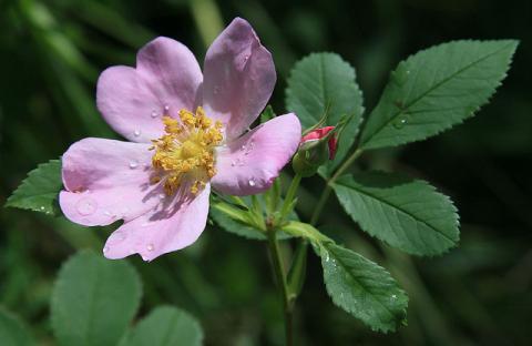 Wild prairie rose Wild prairie rose