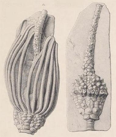 North American Crinoidea camerata fossils