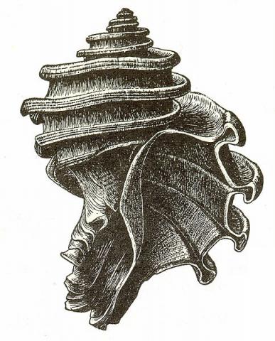 Illustration of Ecphora gardnerae fossil shell