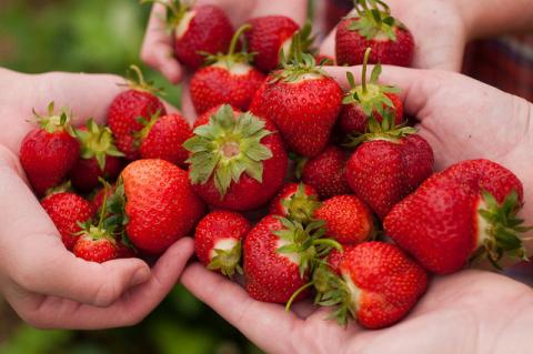 Fresh-picked strawberries