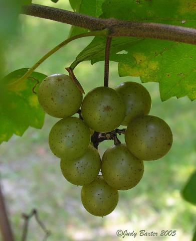 Scuppernong grapes