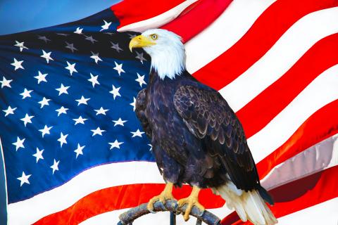 A bald eagle on an American flag A bald eagle on an American flag