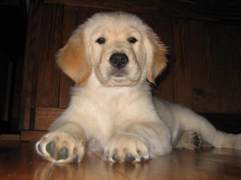 Golden Retriever puppy Golden Retriever puppy