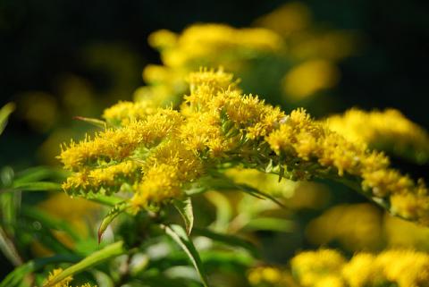Goldenrod Goldenrod