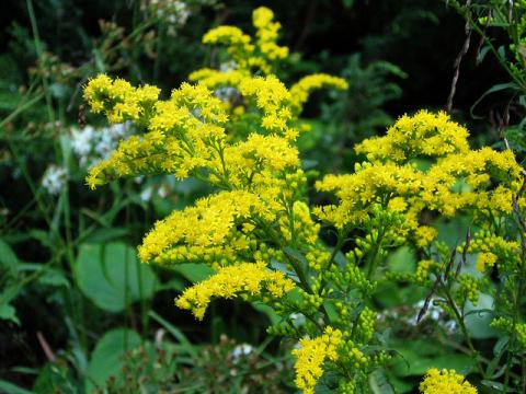 goldenrod goldenrod