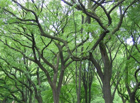 American elm trees American elm trees