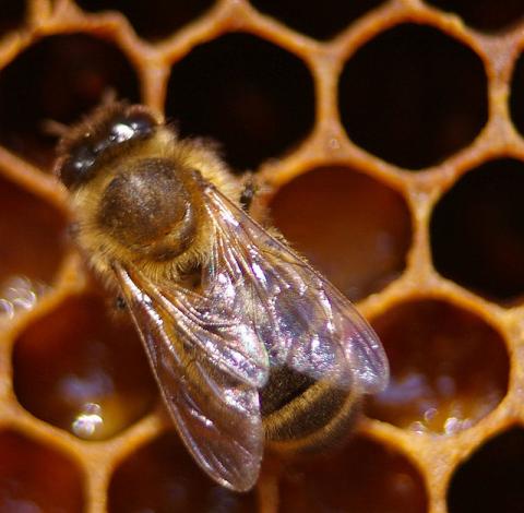 Honeybee in the hive