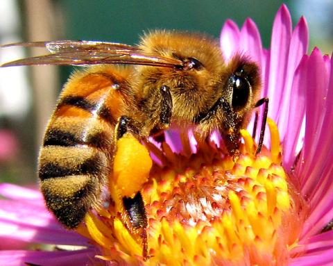 Understand How Bees Make Honey | Beginner's Guide To Keeping Bees