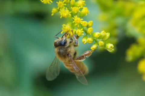 Honeybee Honeybee on goldenrod
