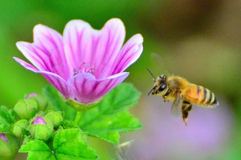 Honeybee in flight Honeybee in flight