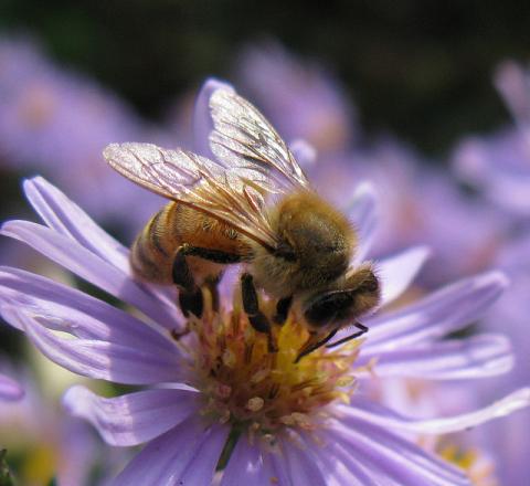 Honeybee on smooth aster Honeybee on smooth aster