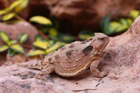 Horned lizard Horned lizard