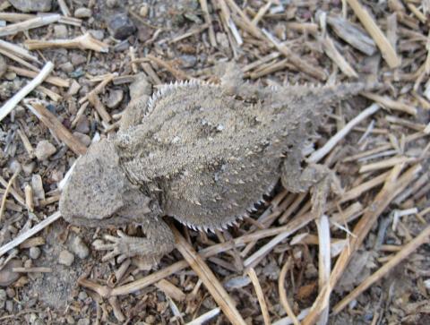 Horned lizard Horned lizard; Carbon, Wyoming.