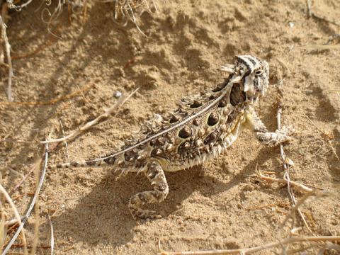 Horned lizard in New Mexico desert New Mexico desert wildlife; horned lizard