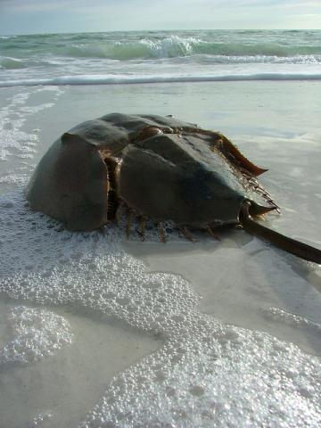 Horseshoe crab Horseshoe crab