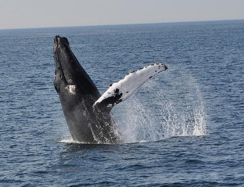 Humpback whale breach Humpback whale breach