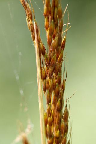 Indian grass Indian grass