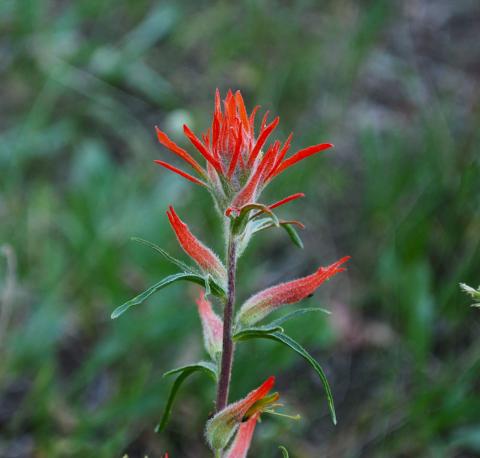 Wyoming state flower - Indian paintbrush Wyoming state flower; Indian paintbrush