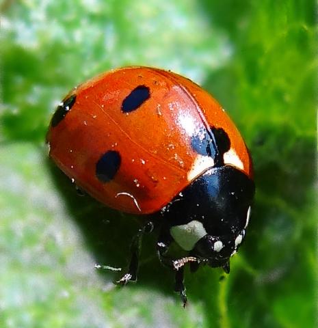 Ladybug Ladybug