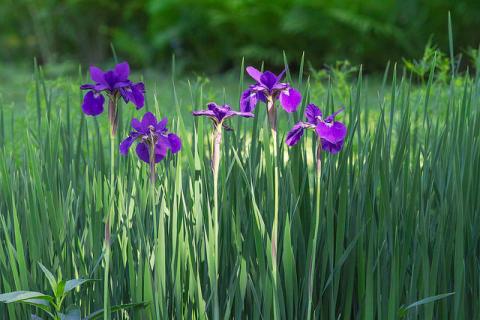 Purple iris flowers Purple iris flowers