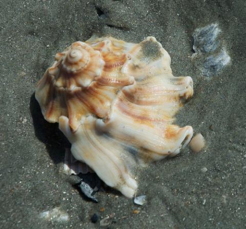 Knobbed whelk seashell Knobbed whelk seashell
