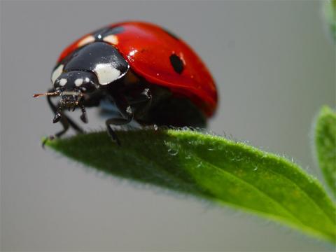 Ladybug on a leaf Ladybug on a leaf