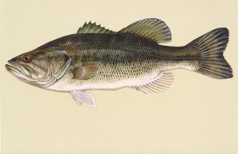Largemouth bass Largemouth bass illustration