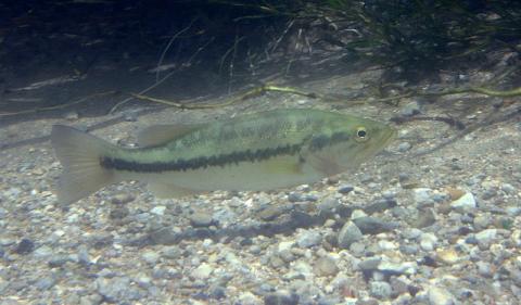 Largemouth bass Largemouth bass